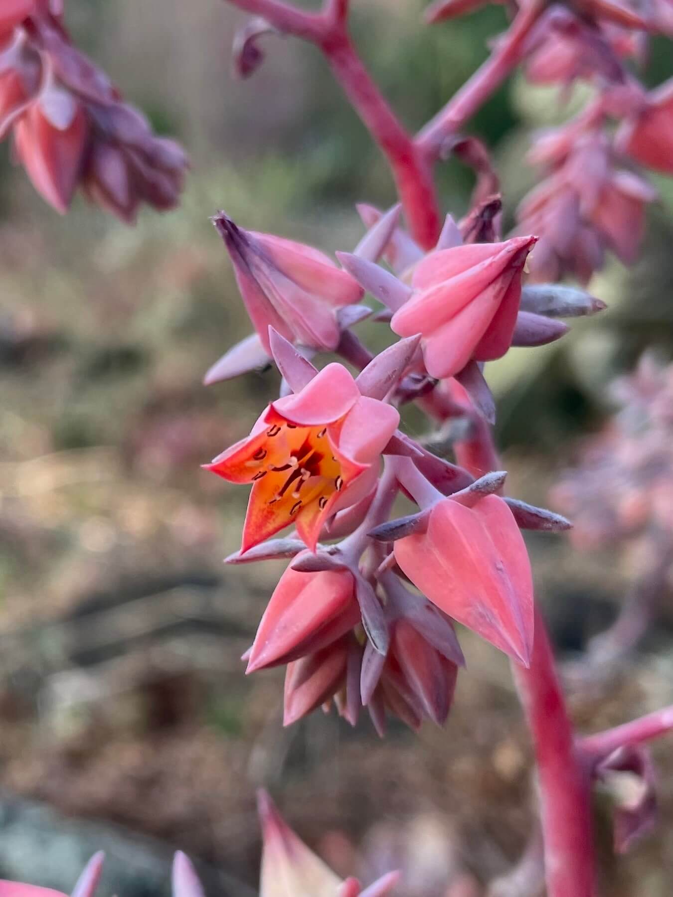Echeveria gibbiflora